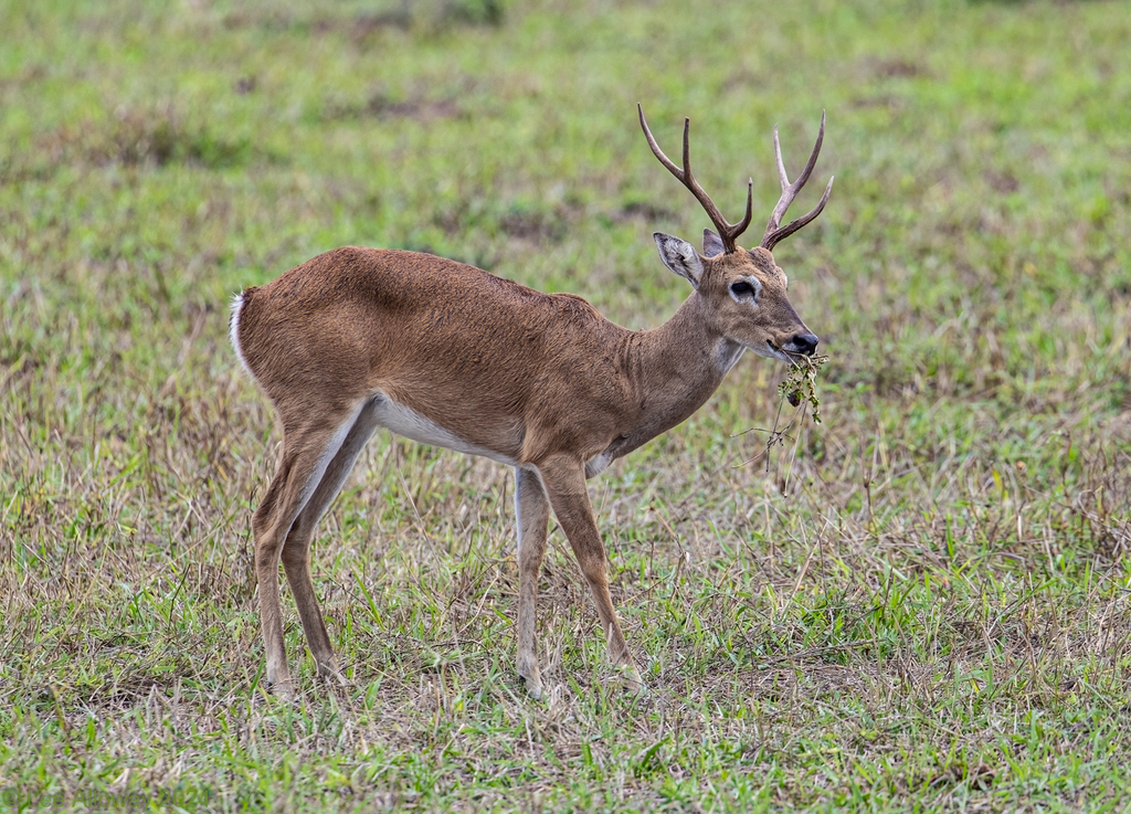 Pampas Deer