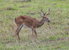 Pampas Deer photo 1