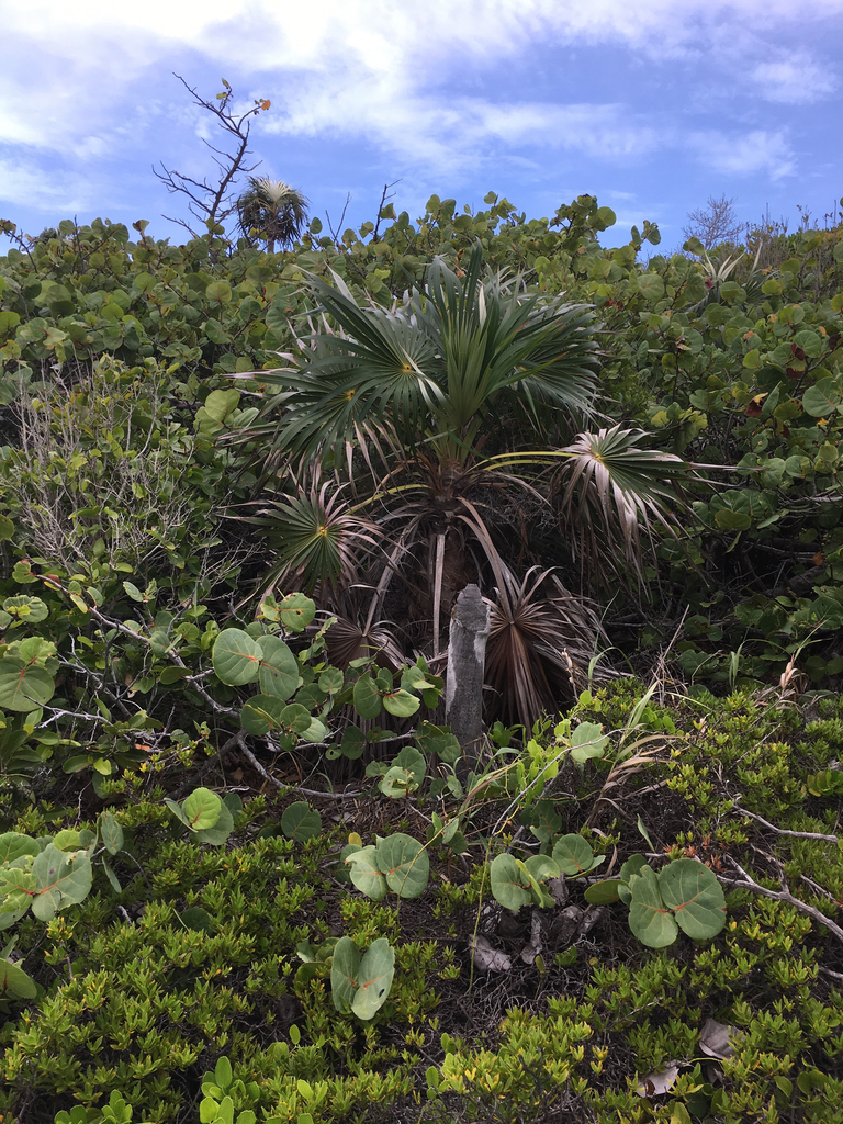 Coccothrinax argentata