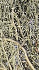 Usnea articulata