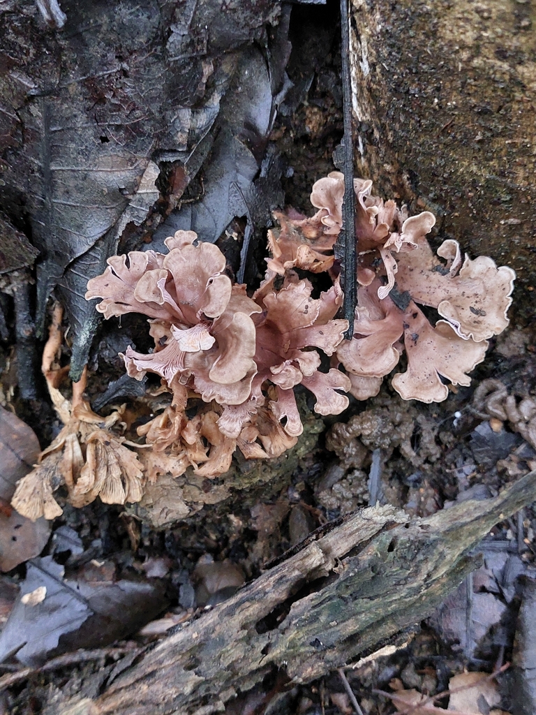 Trogia cantharelloides · November 2024 · photo: © francisperez28 (iNaturalist, cc-by)