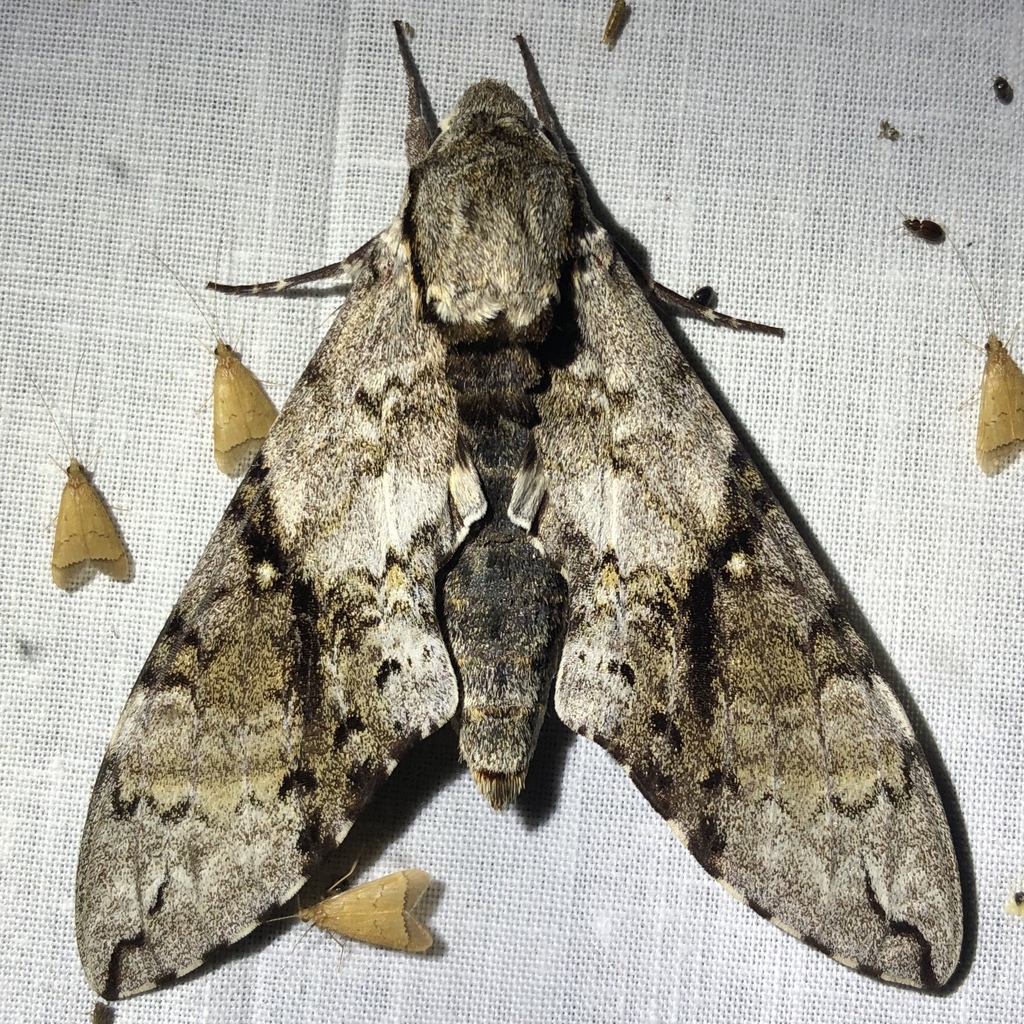 Manduca andicola