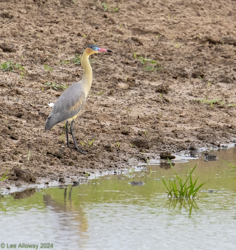Whistling Heron
