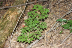 Sambucus racemosa racemosa