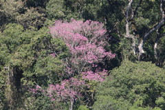 Handroanthus heptaphyllus