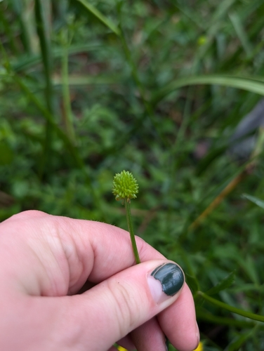 Image of Ranunculus multifidus by (c) Harriet Baber, some rights reserved (CC BY)