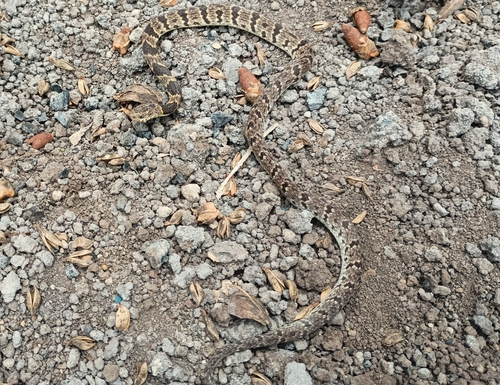 Neuwied's Tree Snake