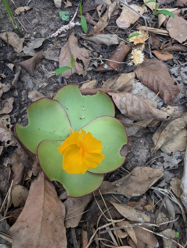 Costus spectabilis, photograph 4