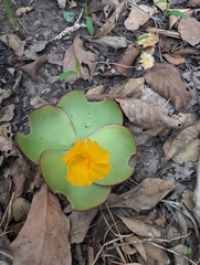 (c) Harriet Baber, some rights reserved (CC BY) Costus spectabilis, photograph (c) Harriet Baber, some rights reserved (CC BY)