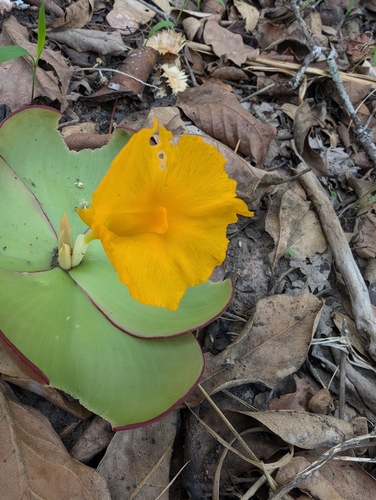 Costus spectabilis, photograph 5