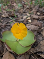 Costus spectabilis, photograph (c) Harriet Baber, some rights reserved (CC BY)