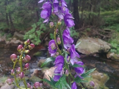 Aconitum plicatum