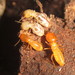 Forest Termite - Photo (c) Ricky Taylor, some rights reserved (CC BY-NC), uploaded by Ricky Taylor