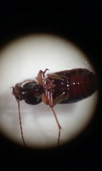 Synuchus impunctatus