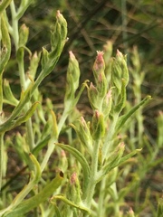 Pseudognaphalium ramosissimum