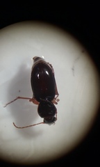 Synuchus impunctatus