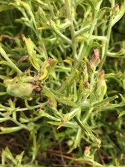 Pseudognaphalium ramosissimum