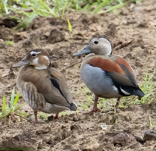 Ringed Teal