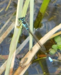 Ischnura damula