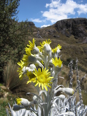 Senecio niveoaureus