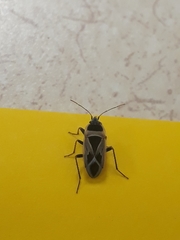 Xanthochilus saturnius
