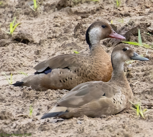 Brazilian Teal