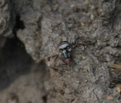 Myennis octopunctata