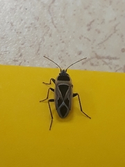 Xanthochilus saturnius