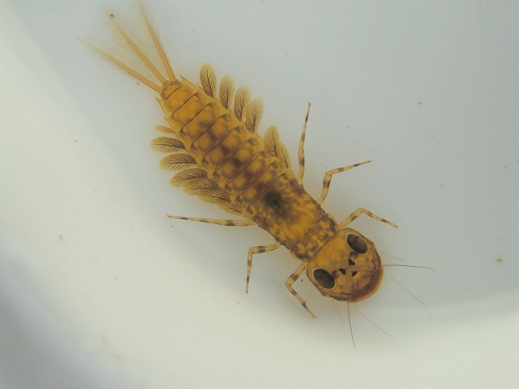 Ameletopsis perscitus