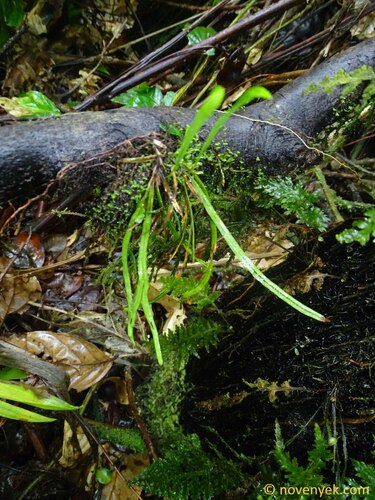 Cochlidium seminudum
