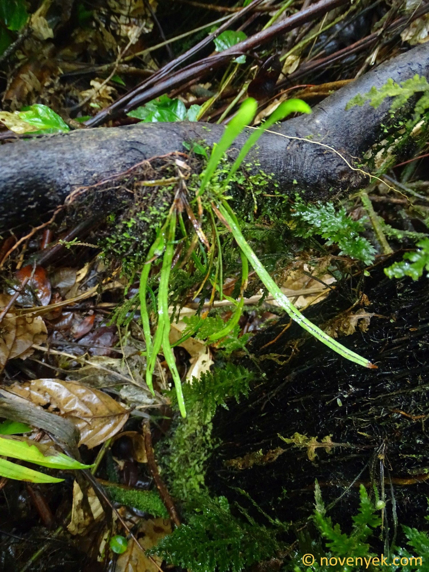 Cochlidium seminudum