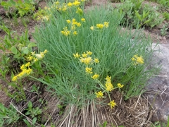 Lomatium triternatum