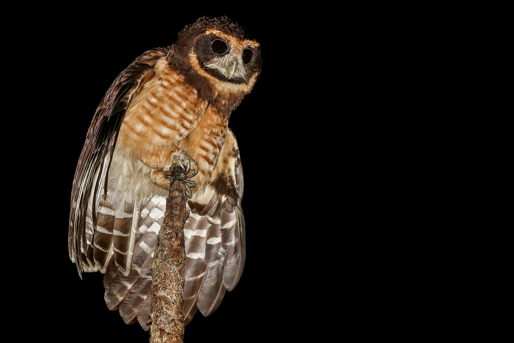 Tawny-browed Owl (Pulsatrix koeniswaldiana) photo