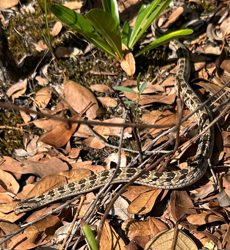 Two-lined Night Adder
