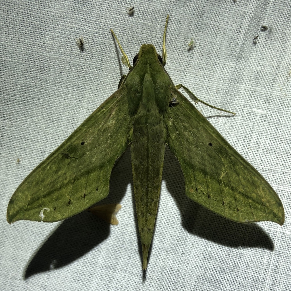 Xylophanes elara