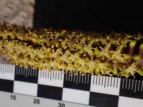 Image of Hyphaene coriacea by (c) Louis Aureglia, some rights reserved (CC BY)