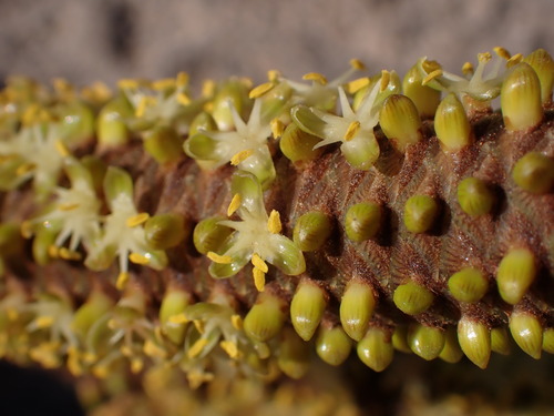 Image of Hyphaene coriacea by (c) Louis Aureglia, some rights reserved (CC BY)