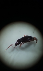 Synuchus impunctatus