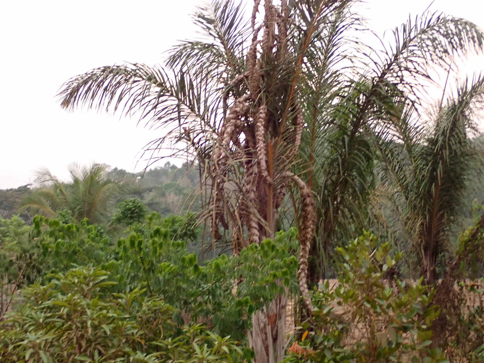 Raffia Palm (Raphia farinifera)