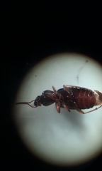 Synuchus impunctatus