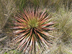 Puya clava-herculis