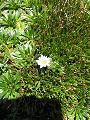 Gentiana sedifolia