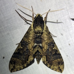 Manduca scutata