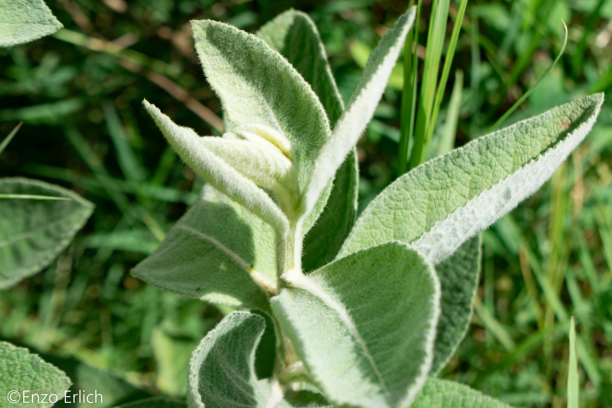 Buddleja perfoliata