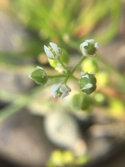 Cochlearia groenlandica