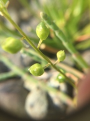 Cochlearia groenlandica