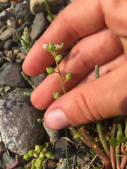 Cochlearia groenlandica