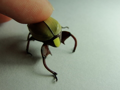 Macropoides nietoi