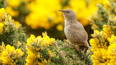 Cobb's Wren photo 2