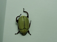 Macropoides nietoi